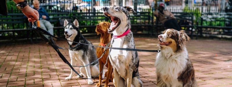 [Dicas] Como faturar com o mercado de pets: 7 ideias simples
